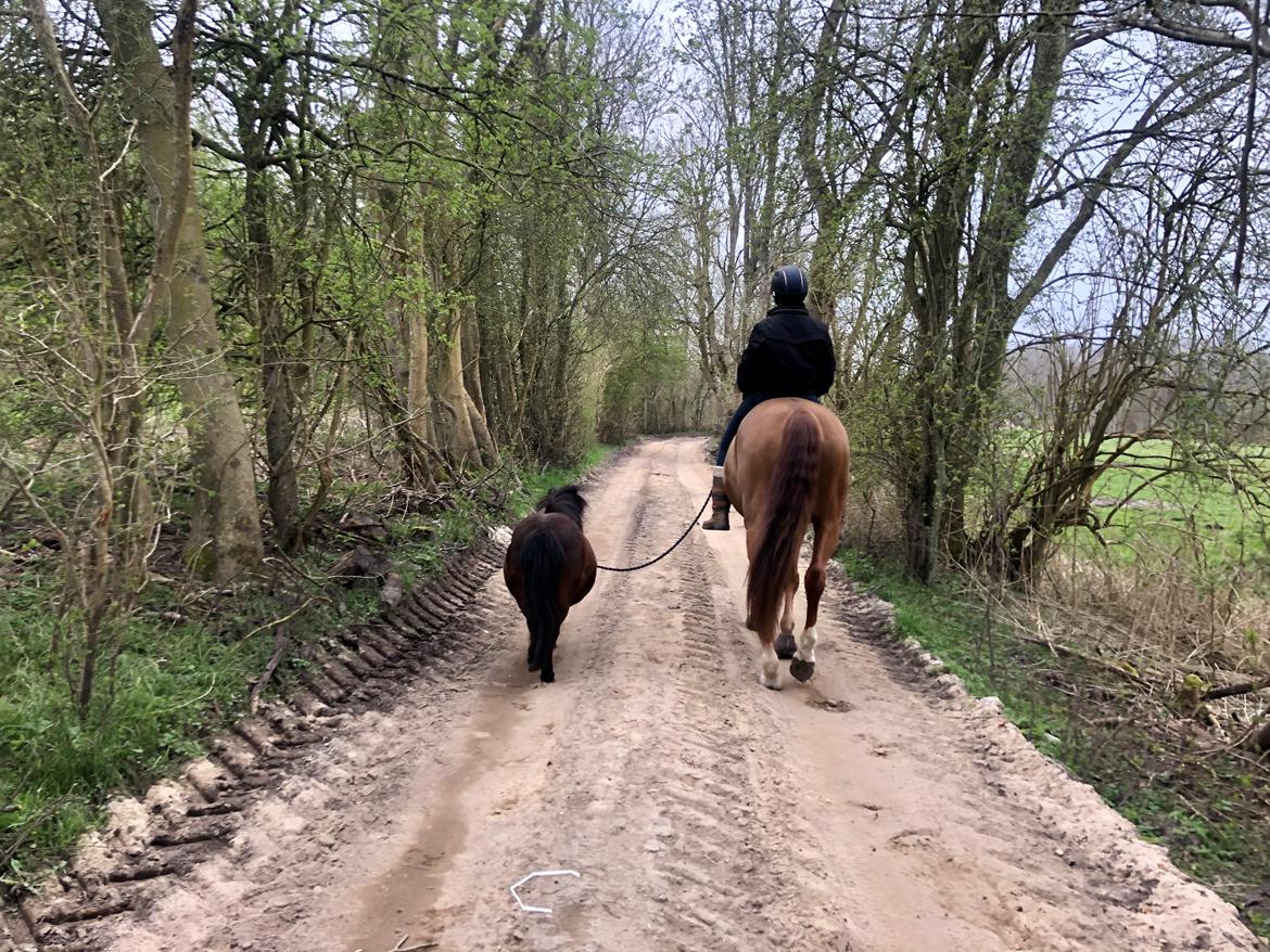 Dansk Varmblod Sancerre De Light billede 18