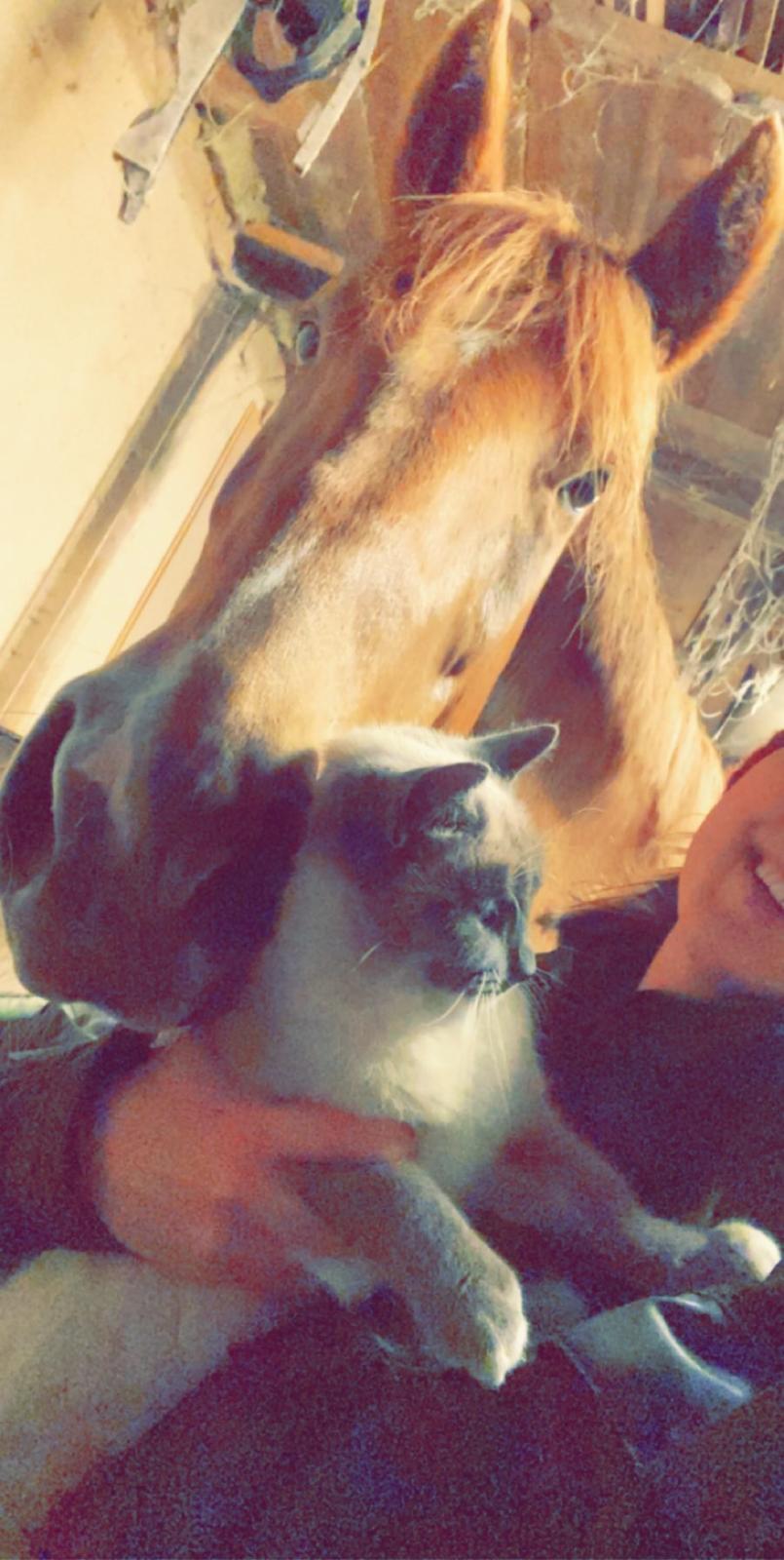 Dansk Varmblod Sancerre De Light billede 19