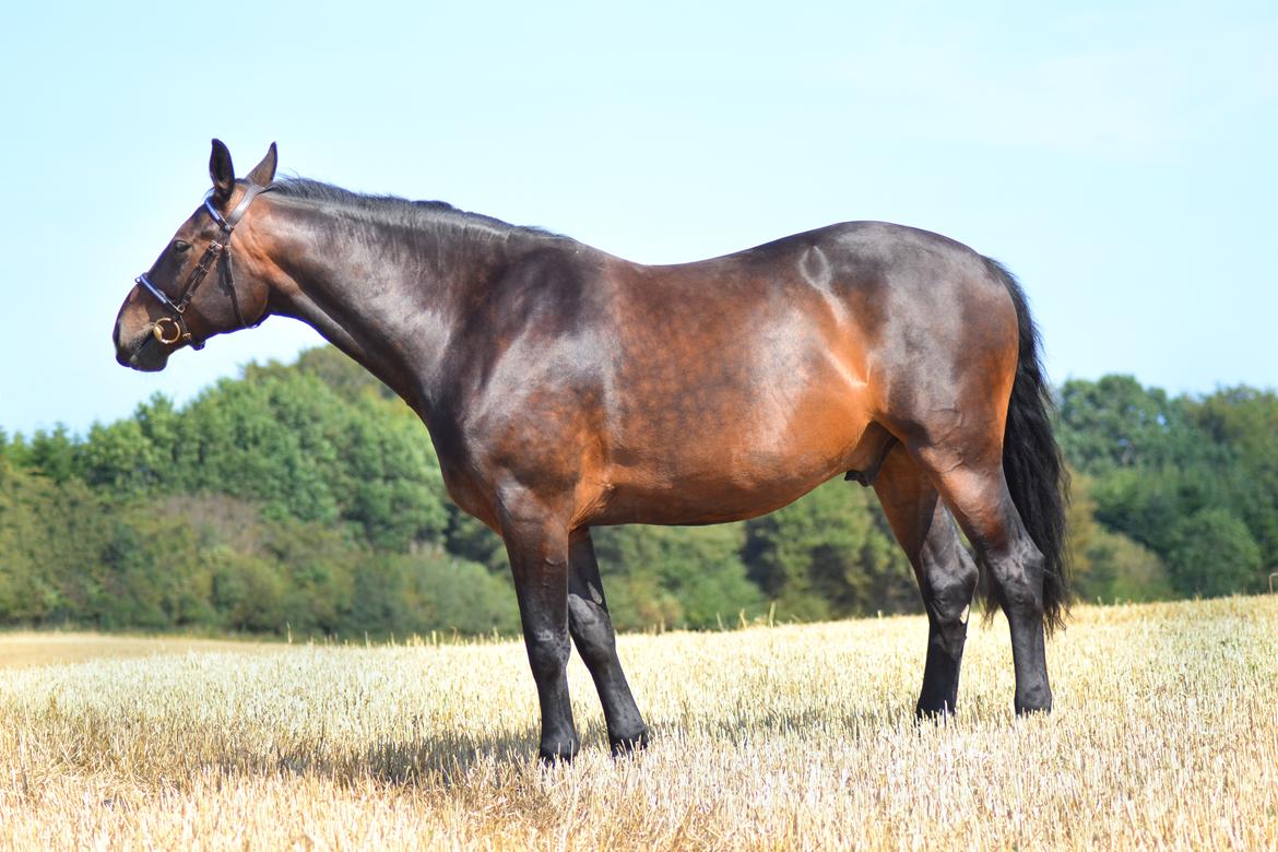 Anden særlig race Nyskovens silas af skovsøgård billede 16