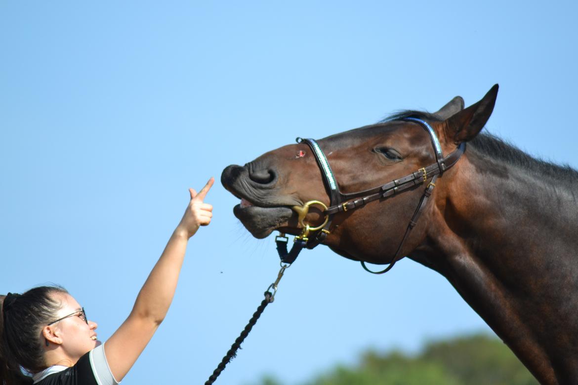 Anden særlig race Nyskovens silas af skovsøgård billede 12