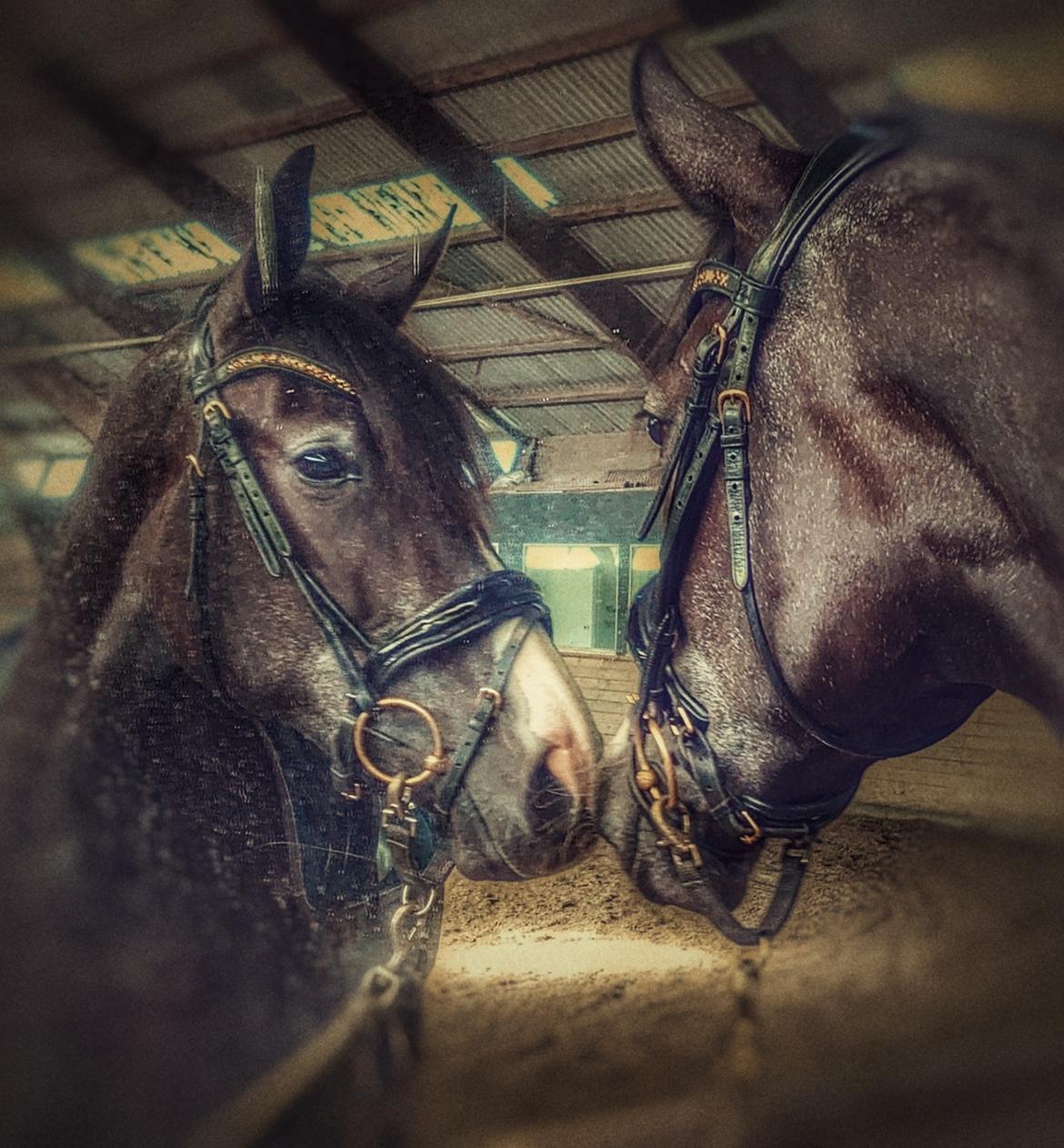 Anden særlig race Adelina(Himmelhest) billede 1