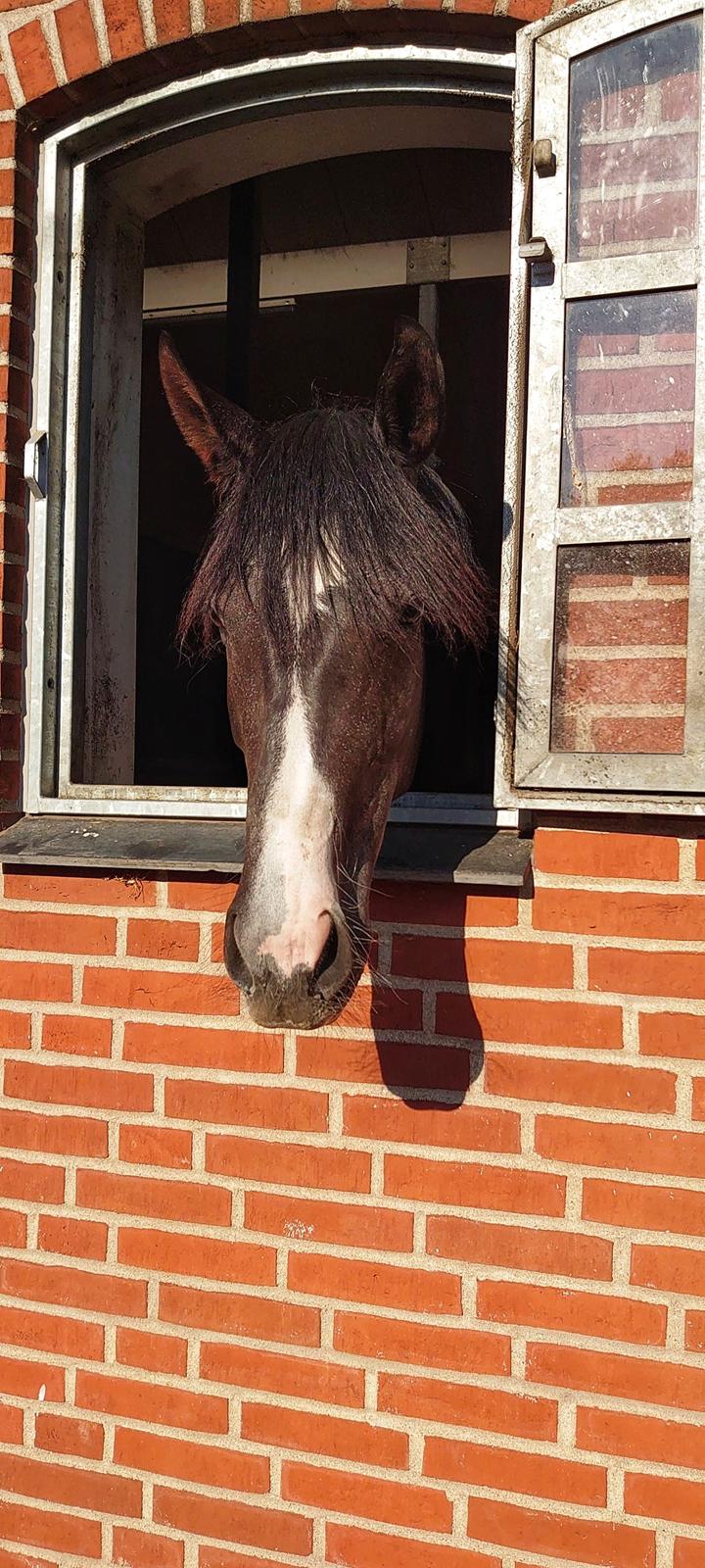 Anden særlig race Adelina(Himmelhest) billede 2