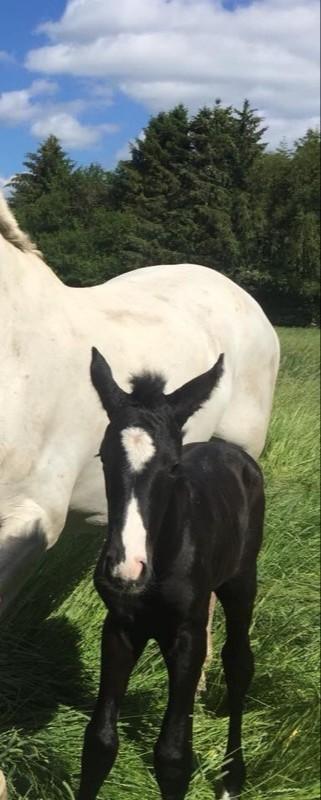 Anden særlig race Adelina(Himmelhest) - som føllebølle billede 3