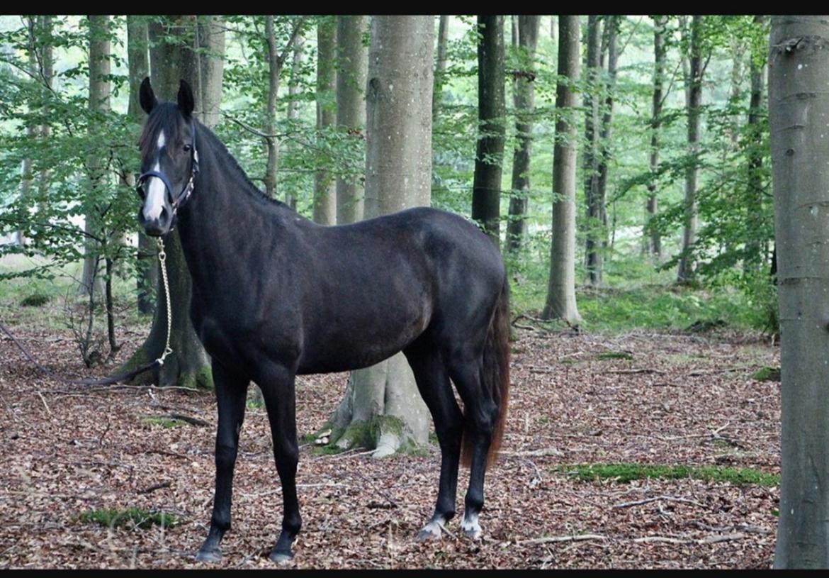 Anden særlig race Adelina(Himmelhest) - 2 års billede 4