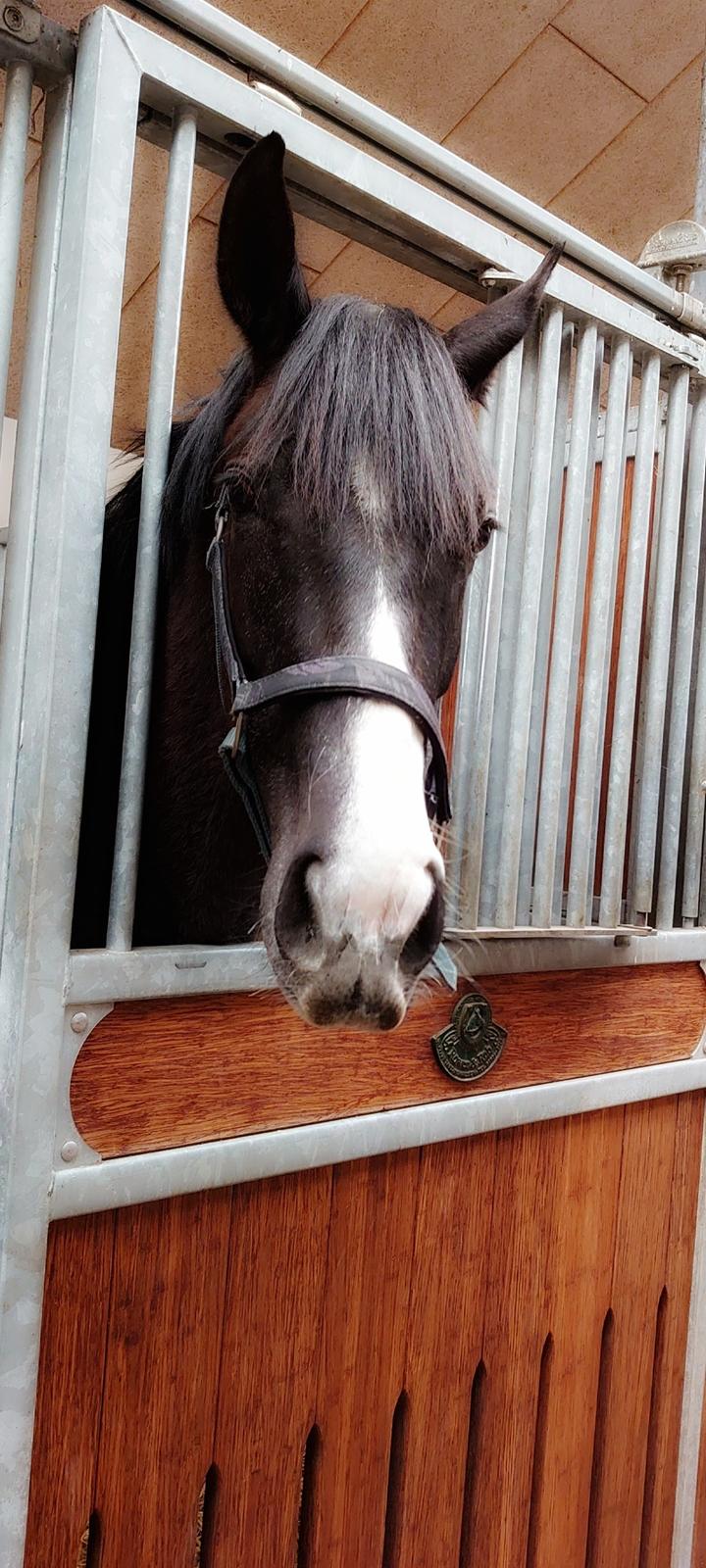 Anden særlig race Adelina(Himmelhest) billede 5