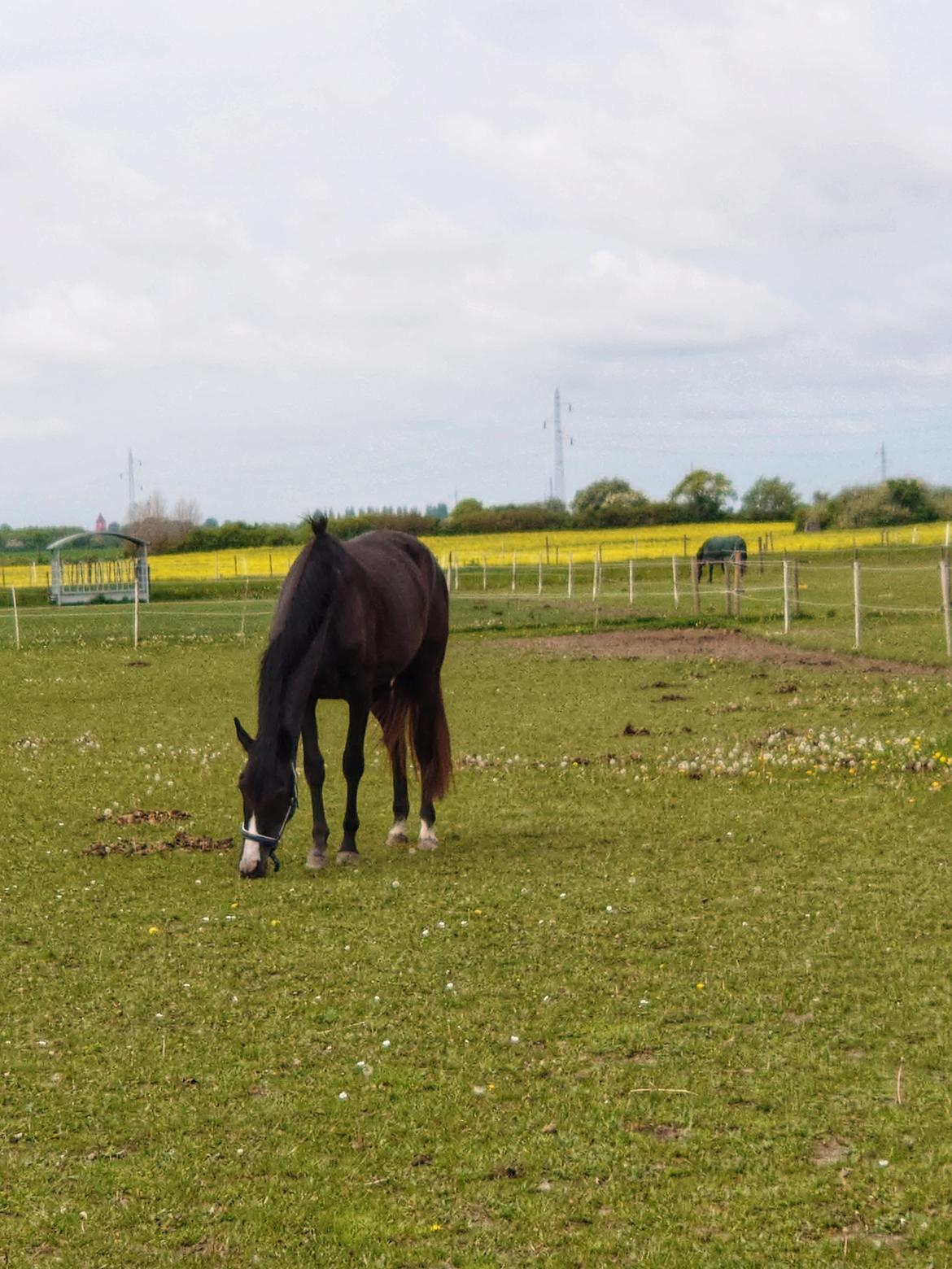 Anden særlig race Adelina(Himmelhest) billede 6