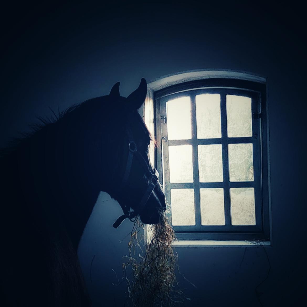 Anden særlig race Adelina(Himmelhest) billede 7