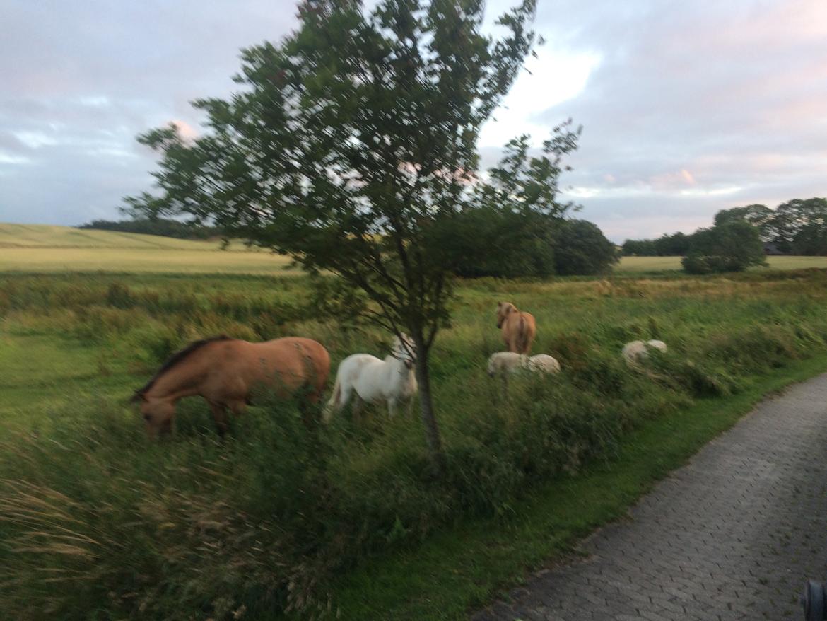 Anden særlig race Golden Geisha billede 2