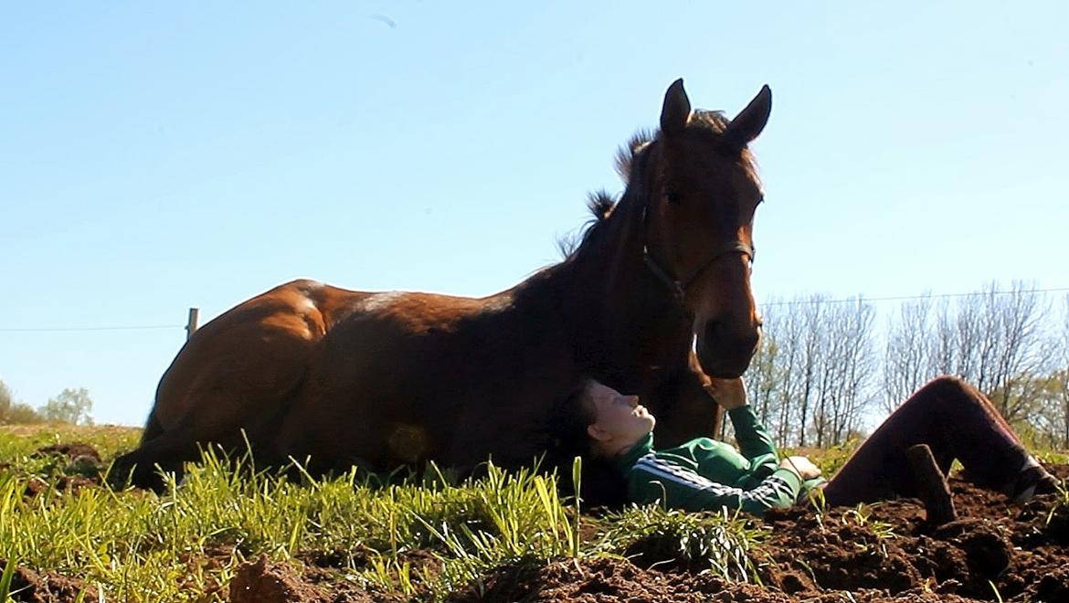 Dansk Varmblod Grønvangs Caradoc |Ducky| billede 9