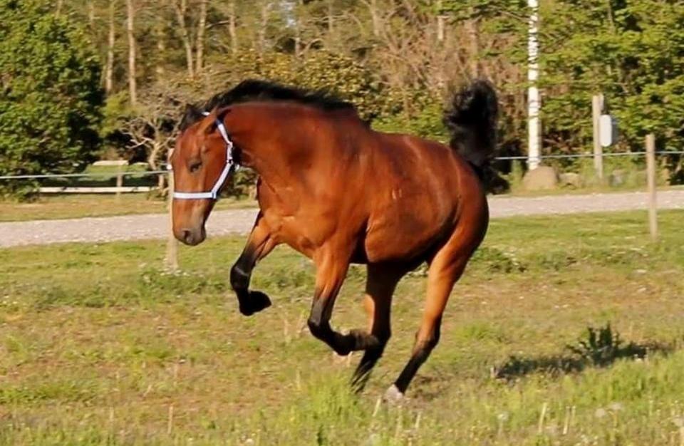 Dansk Varmblod Grønvangs Caradoc |Ducky| billede 29