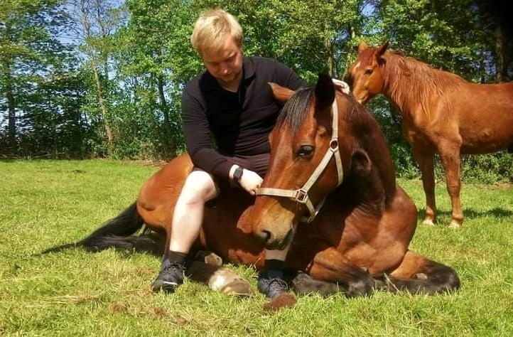 Dansk Varmblod Grønvangs Caradoc |Ducky| billede 30