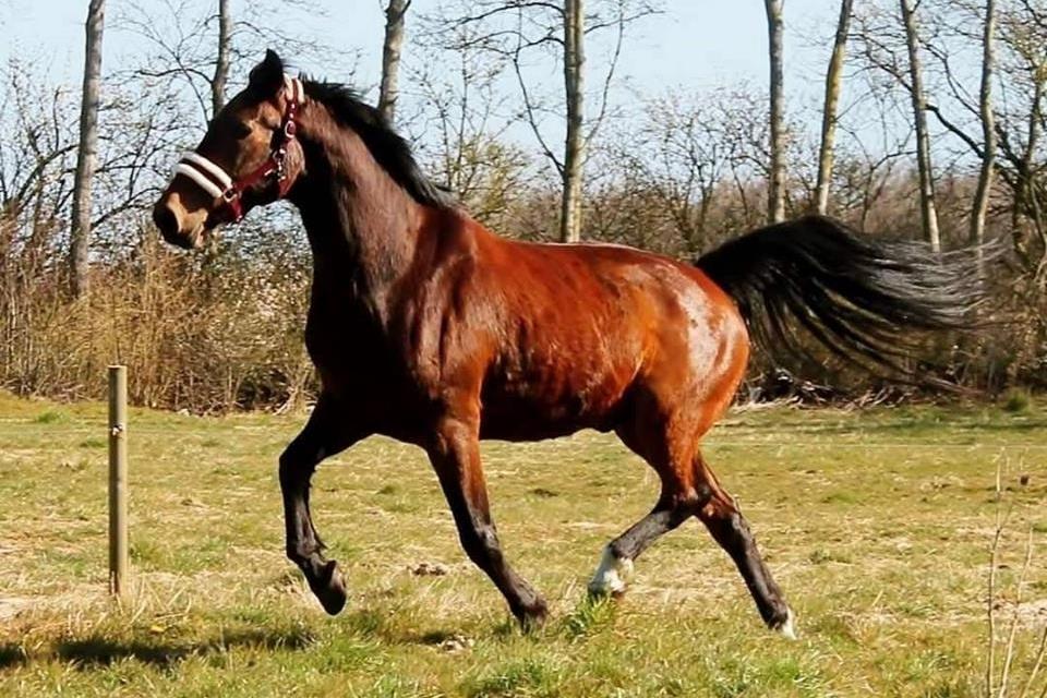 Dansk Varmblod Grønvangs Caradoc |Ducky| billede 37