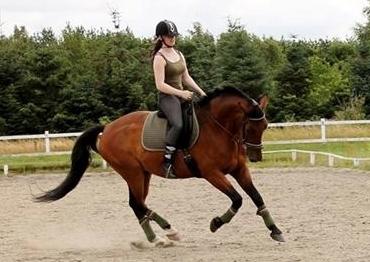 Dansk Varmblod Grønvangs Caradoc |Ducky| billede 41