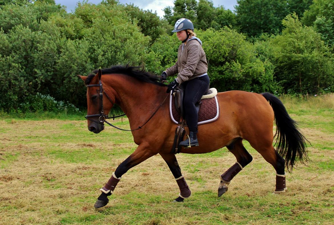 Dansk Varmblod Grønvangs Caradoc |Ducky| billede 42