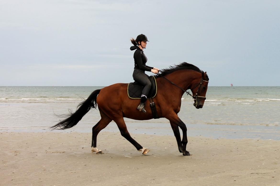 Dansk Varmblod Grønvangs Caradoc |Ducky| billede 5