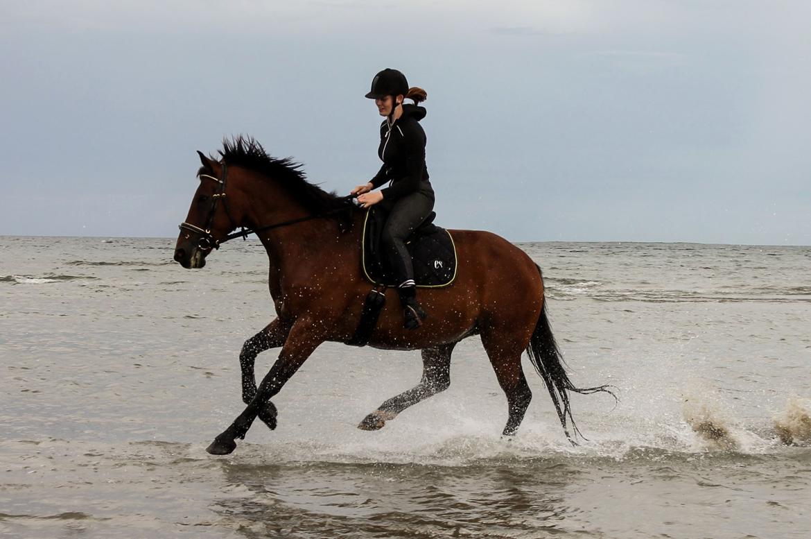 Dansk Varmblod Grønvangs Caradoc |Ducky| billede 45