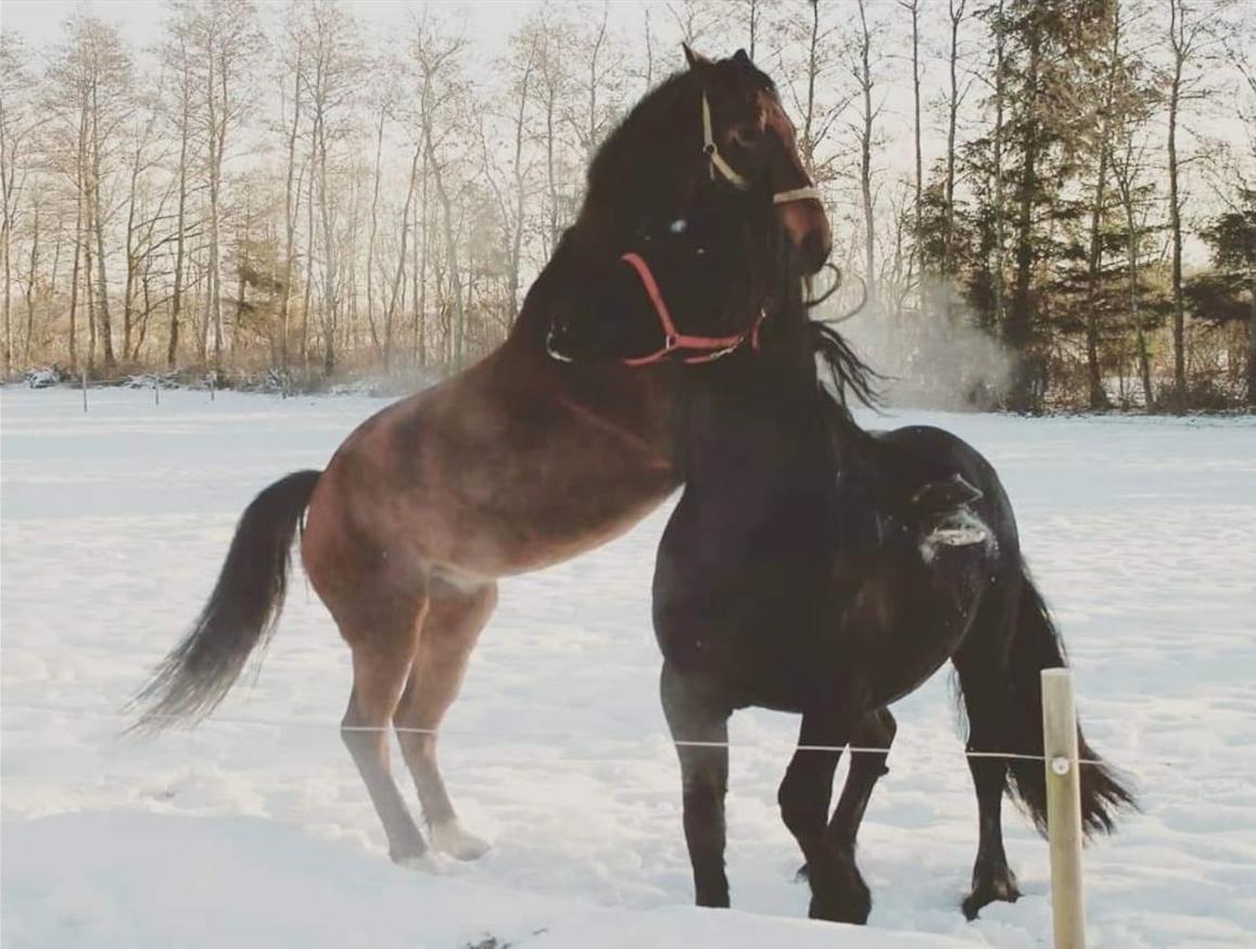 Dansk Varmblod Grønvangs Caradoc |Ducky| billede 33