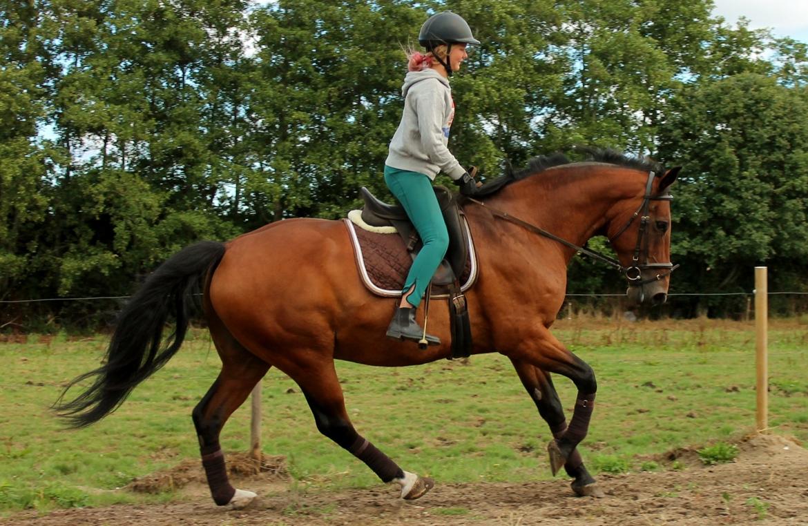 Dansk Varmblod Grønvangs Caradoc |Ducky| billede 49