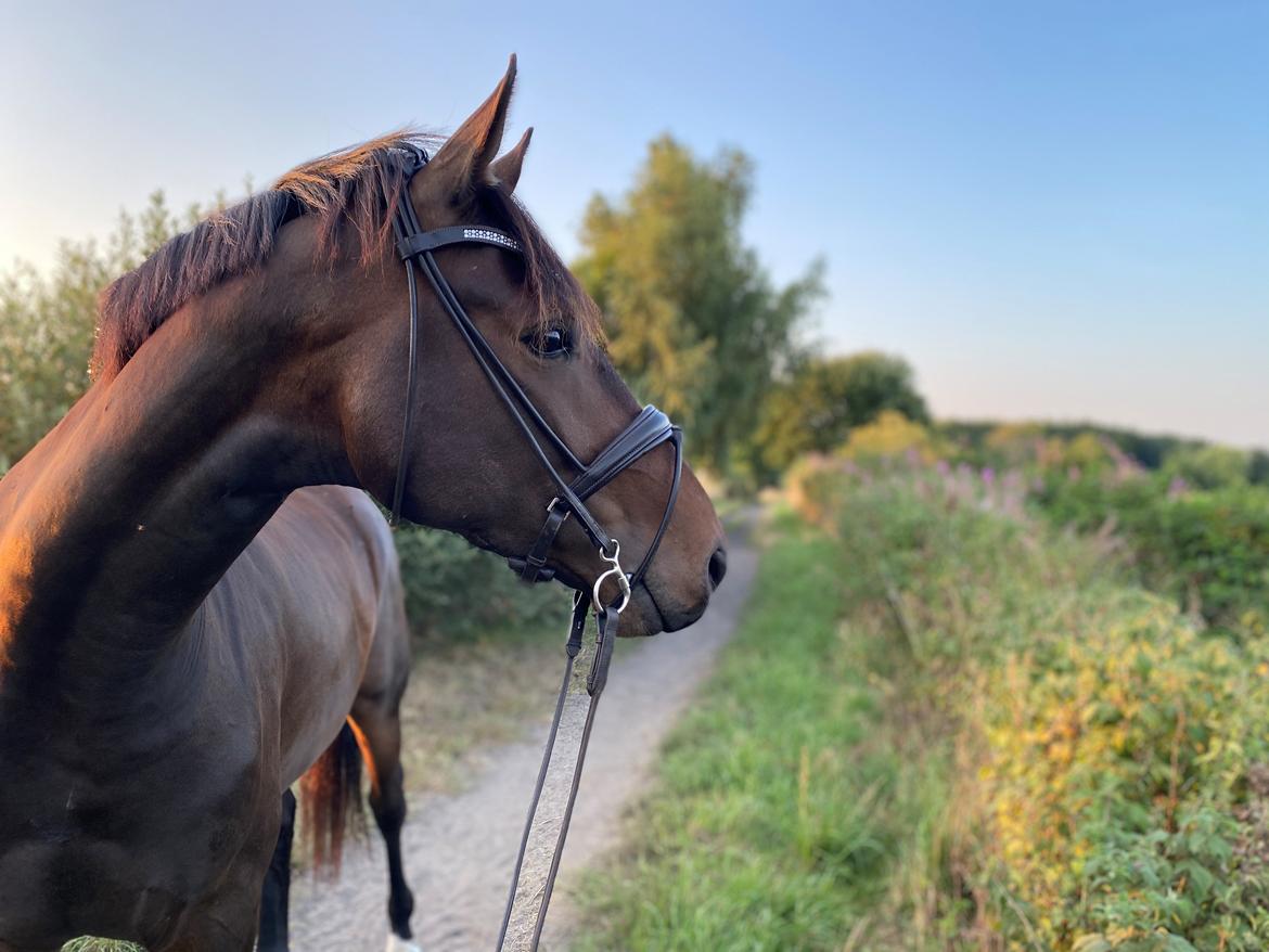 Dansk Varmblod Filipè vennekilde billede 1