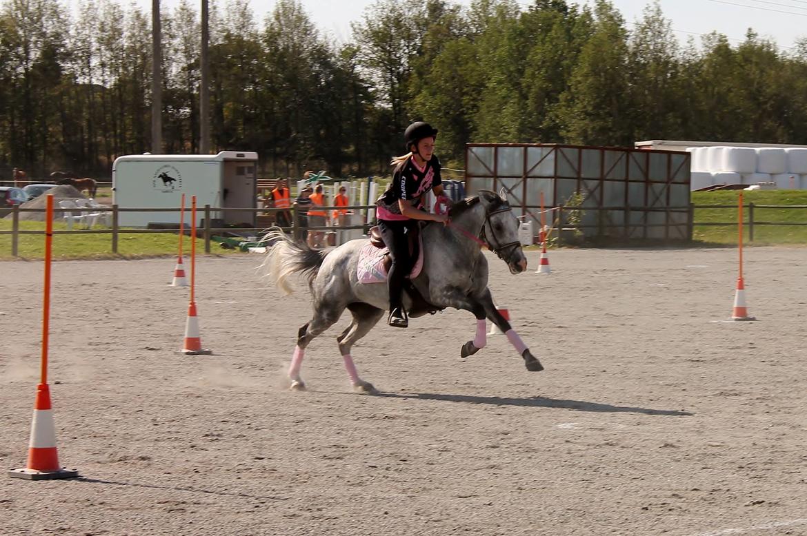 Anden særlig race Grønvangs Fleur de Lis |Flobs|  [Hjemvendt] billede 31