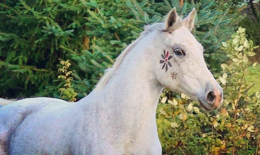 Anden særlig race Grønvangs Fleur de Lis |Flobs|  [Hjemvendt] billede 20