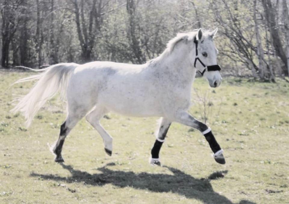 Anden særlig race Grønvangs Fleur de Lis |Flobs|  [Hjemvendt] billede 39