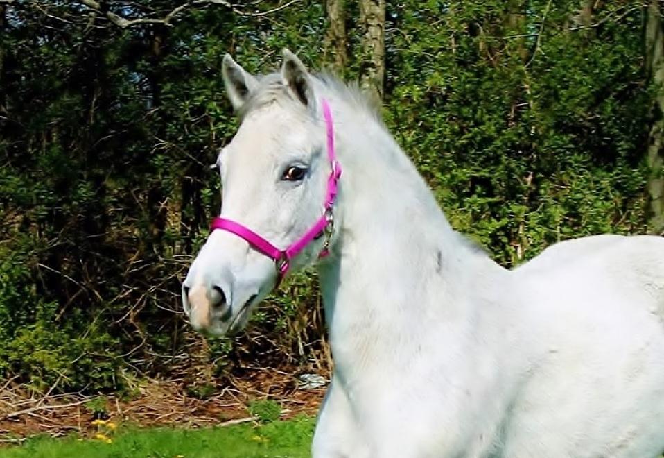 Anden særlig race Grønvangs Fleur de Lis |Flobs|  [Hjemvendt] billede 42