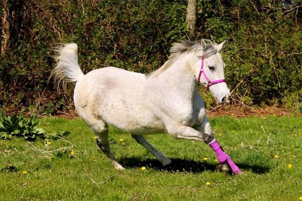 Anden særlig race Grønvangs Fleur de Lis |Flobs|  [Hjemvendt] billede 43