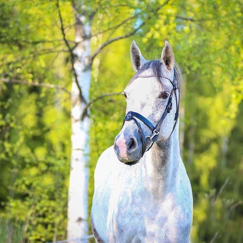 Anden særlig race Grønvangs Fleur de Lis |Flobs|  [Hjemvendt] billede 2