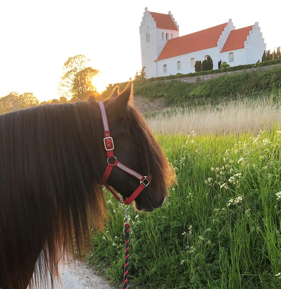 Tinker Sanora - Ude og gå aftenstur billede 17