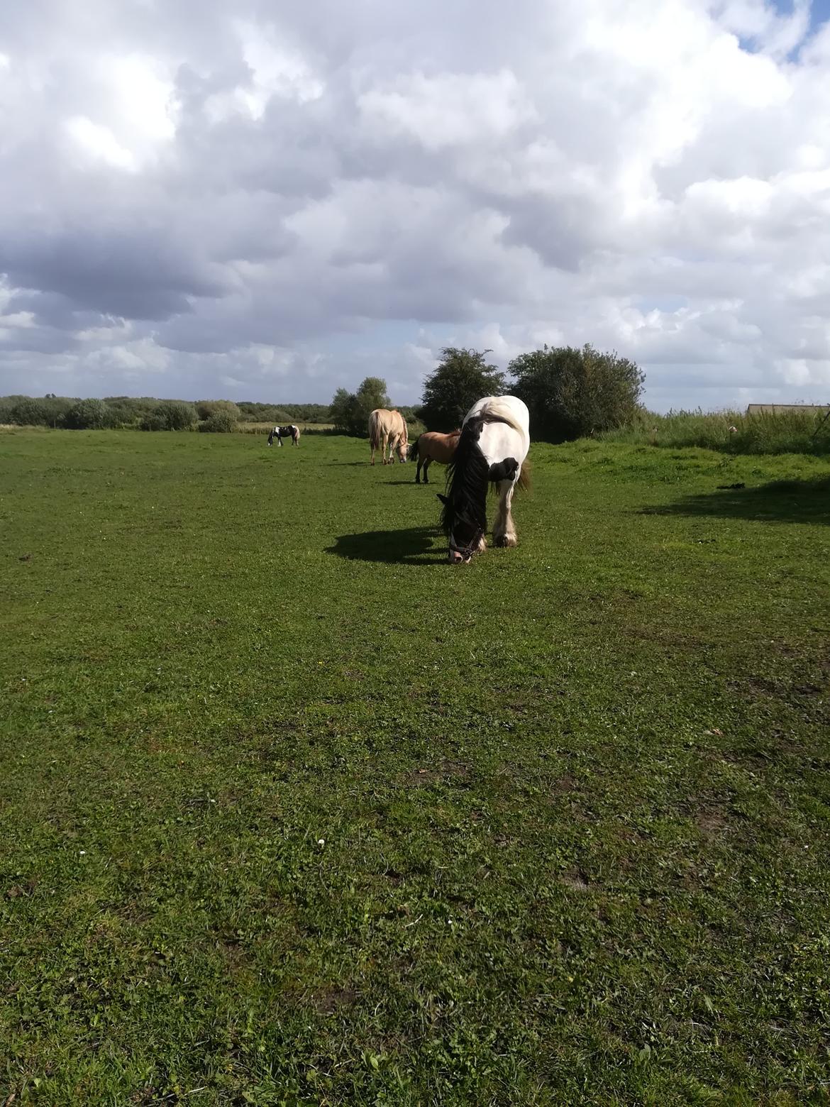 Irish Cob Indie billede 19