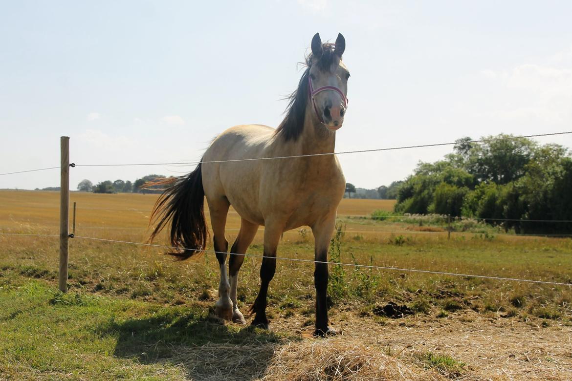 Welsh Cob (sec D) Chopins Cashmere *Himmelhest billede 4