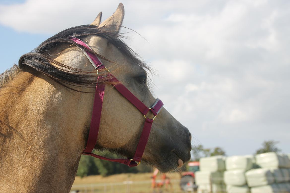 Welsh Cob (sec D) Chopins Cashmere *Himmelhest billede 6