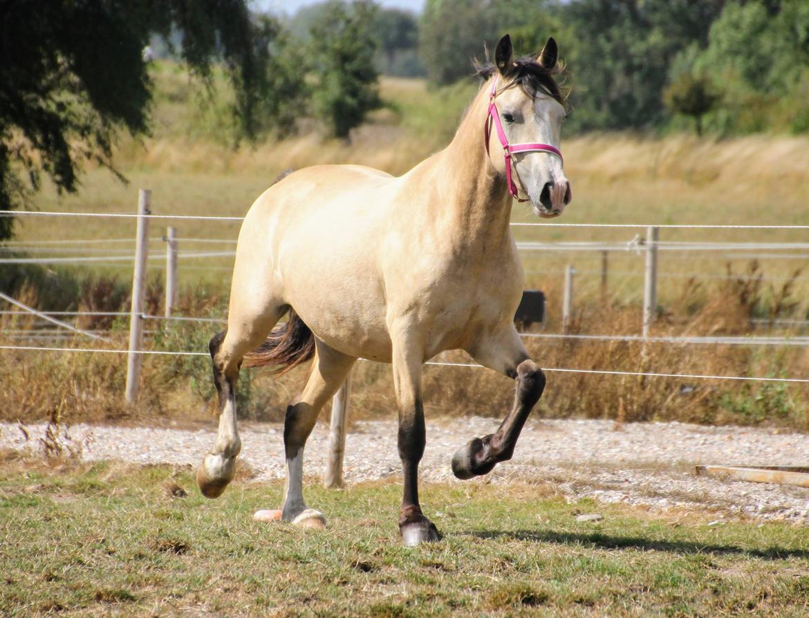 Welsh Cob (sec D) Chopins Cashmere *Himmelhest billede 7