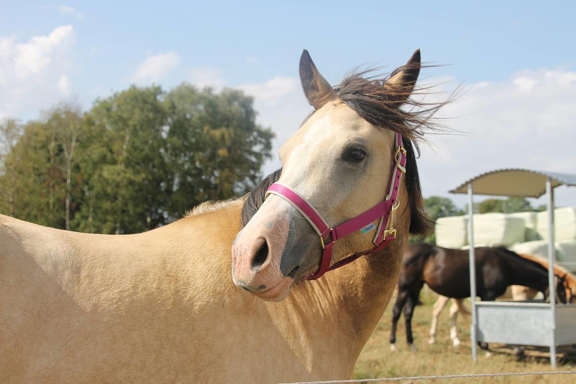 Welsh Cob (sec D) Chopins Cashmere *Himmelhest billede 8