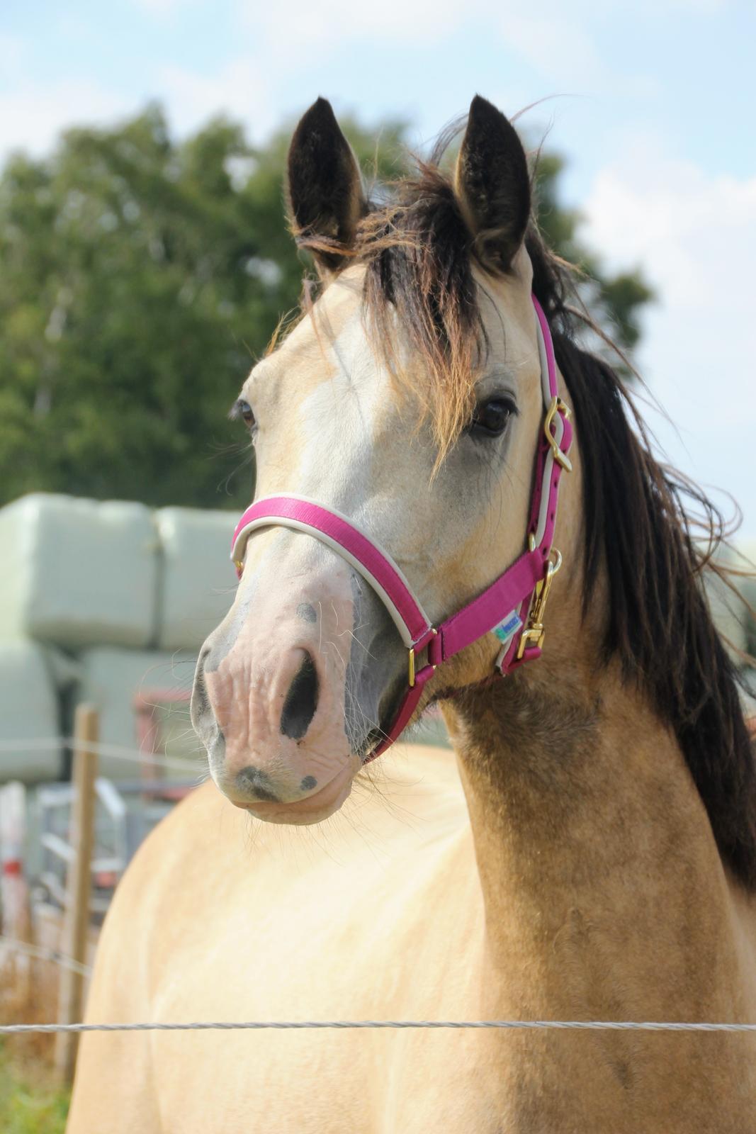 Welsh Cob (sec D) Chopins Cashmere *Himmelhest billede 9