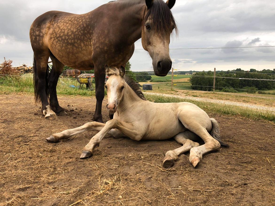 Welsh Cob (sec D) Chopins Cashmere *Himmelhest billede 11