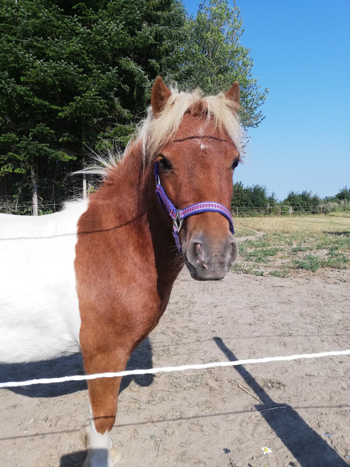 Miniature Hope (Sofie)  billede 1