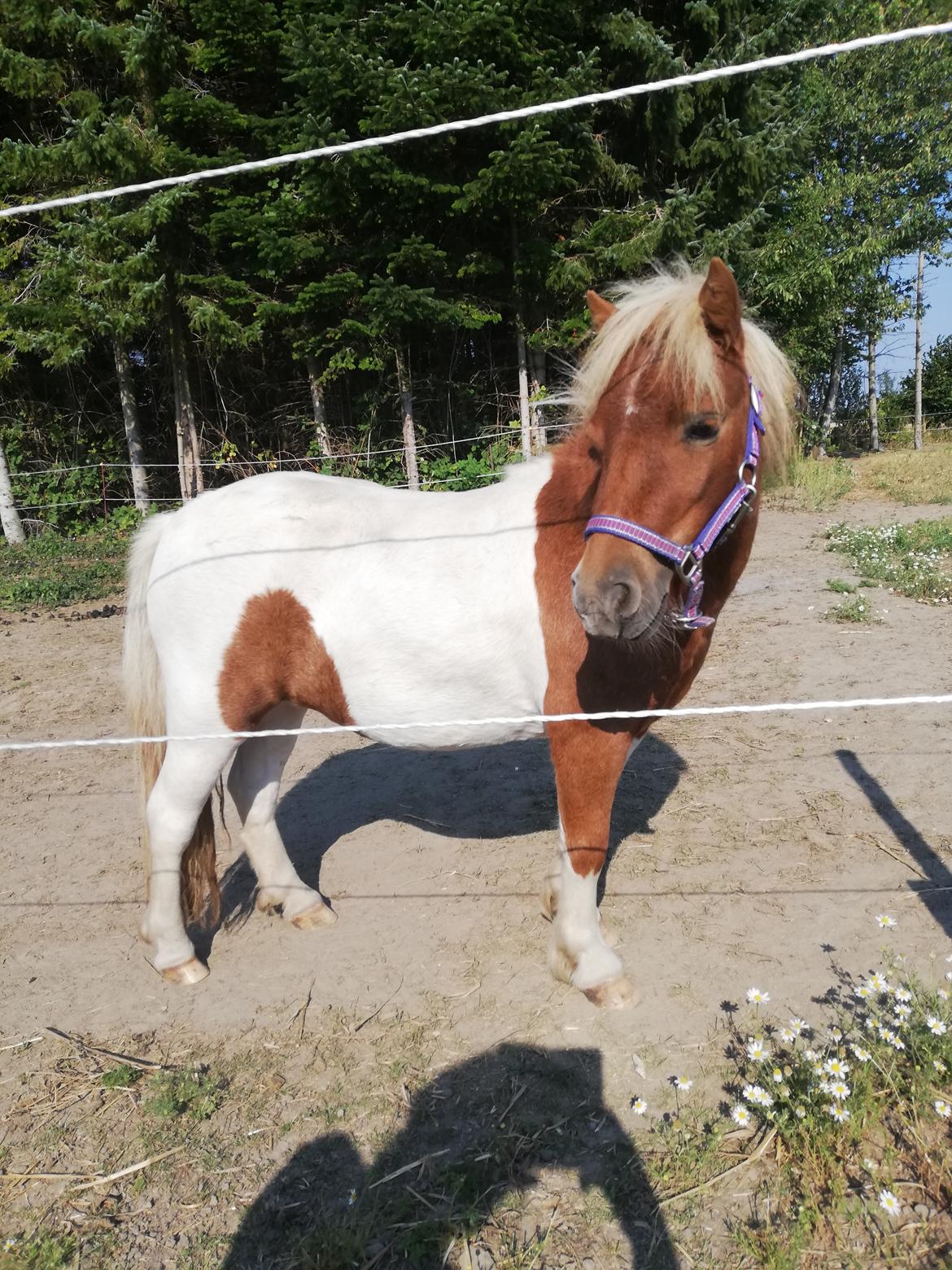 Miniature Hope (Sofie)  billede 2