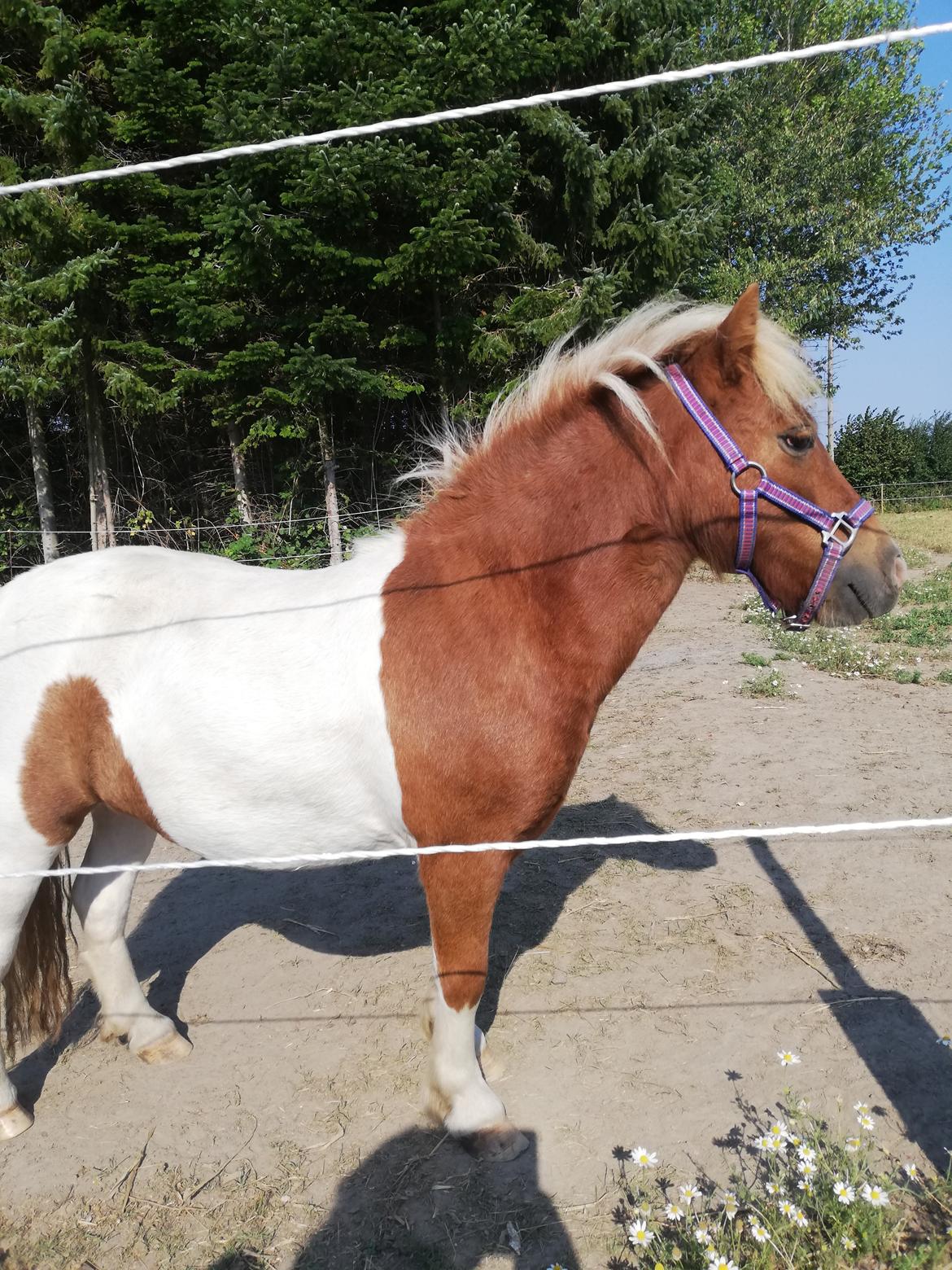 Miniature Hope (Sofie)  billede 3