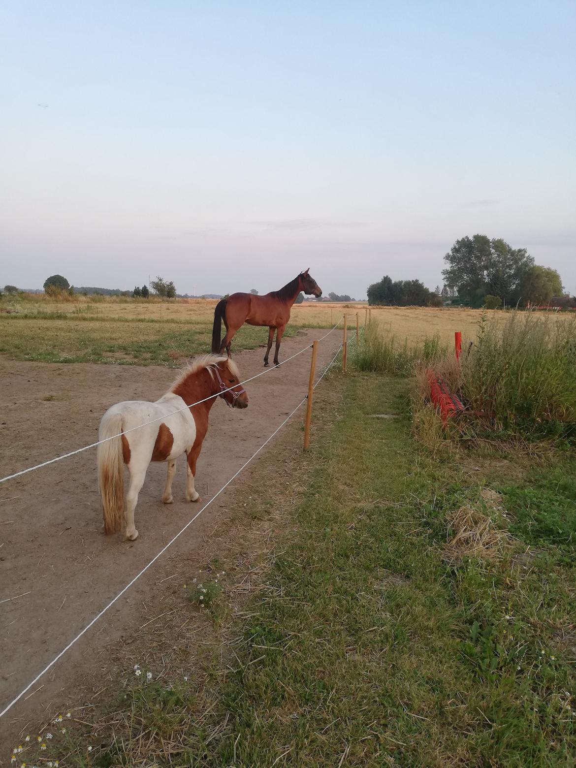 Miniature Hope (Sofie)  billede 4