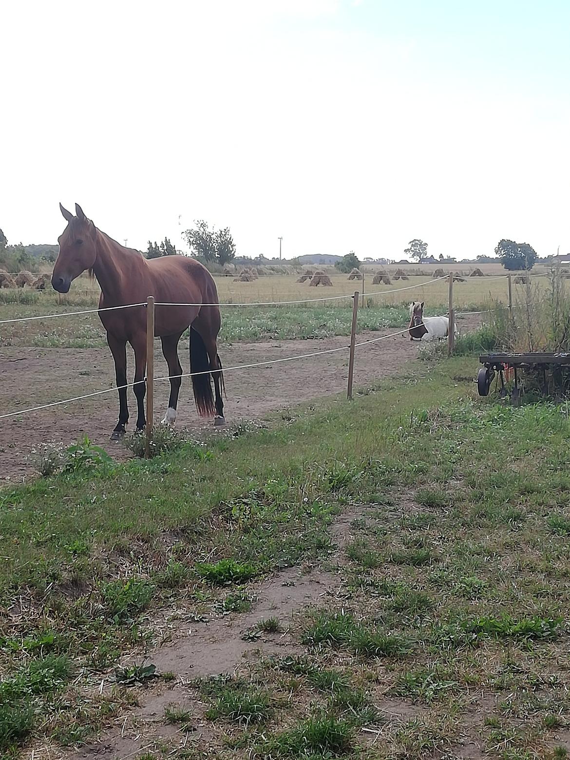 Miniature Hope (Sofie)  billede 5