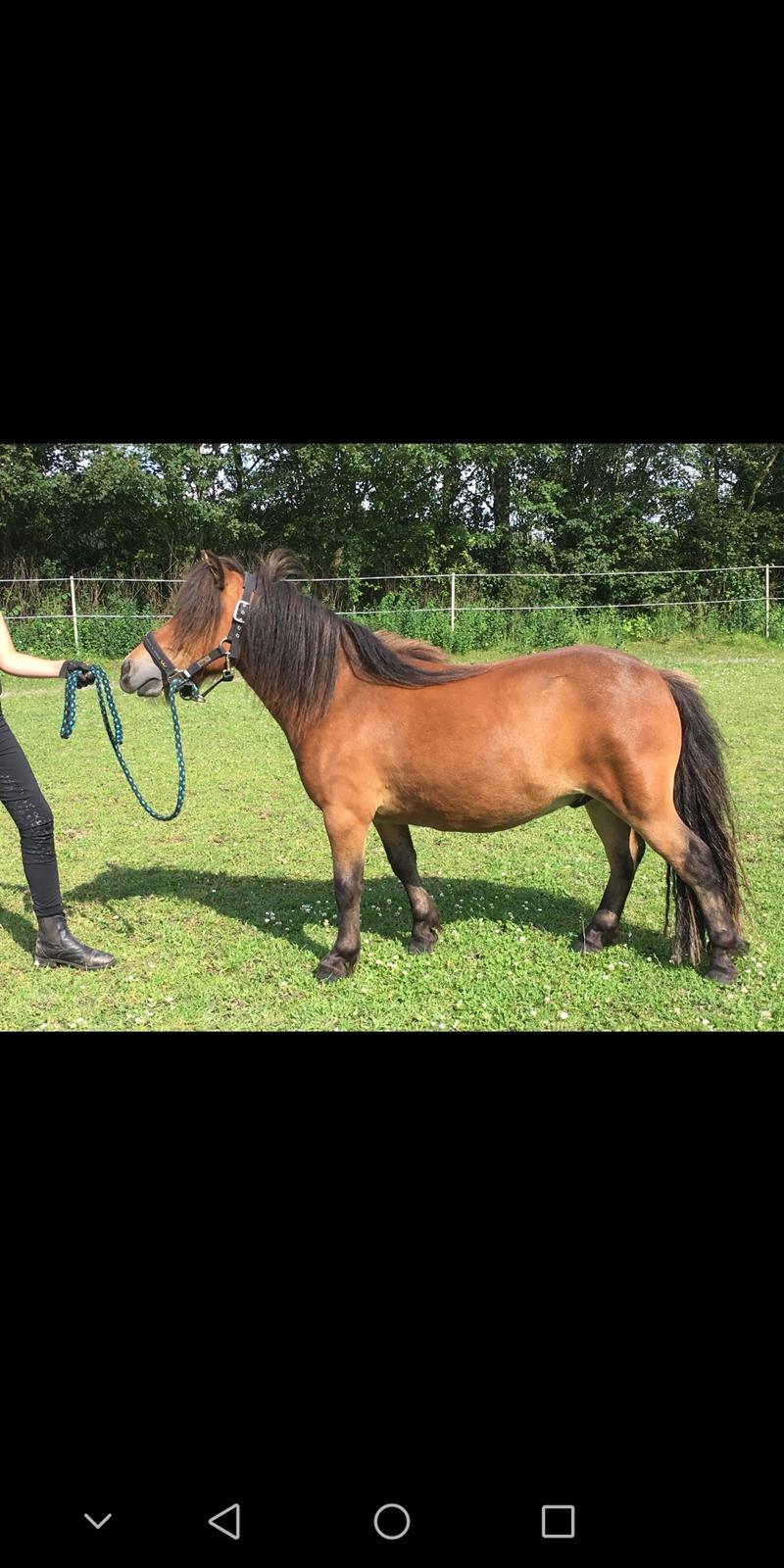 Shetlænder Stjernekiks/Kiksen billede 3