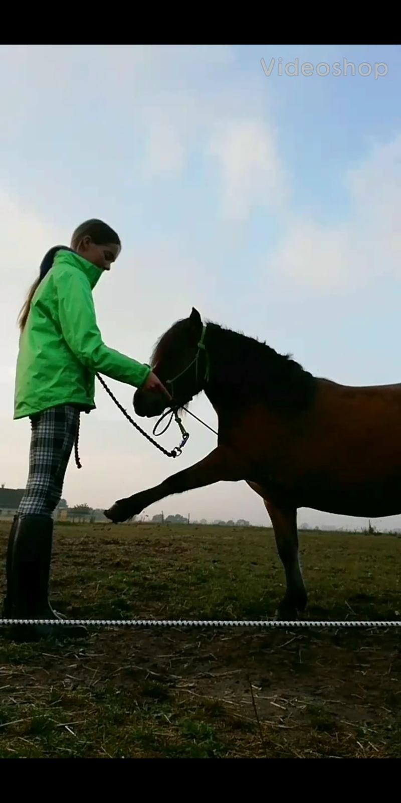 Shetlænder Stjernekiks/Kiksen billede 1