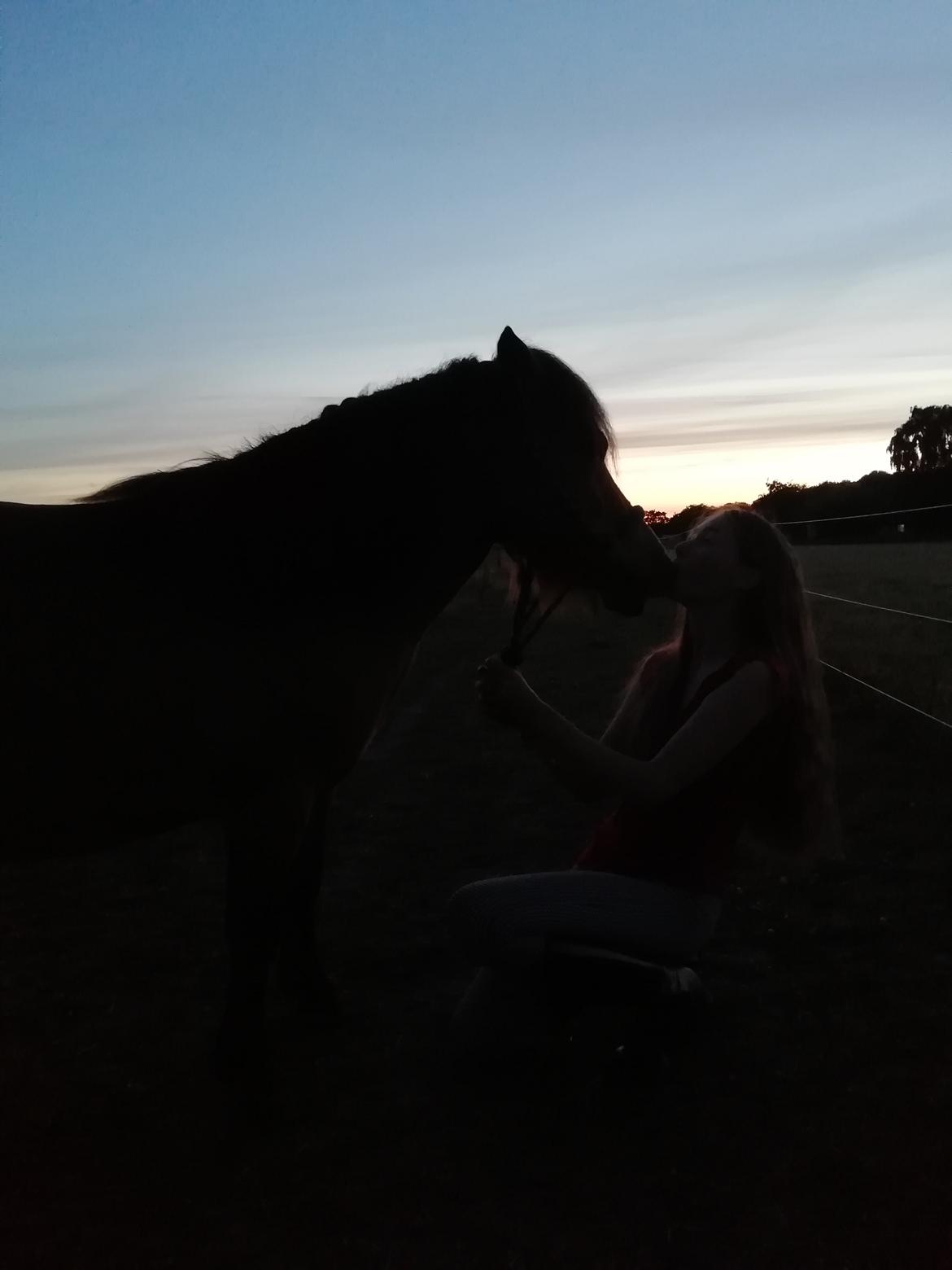 Shetlænder Stjernekiks/Kiksen billede 2