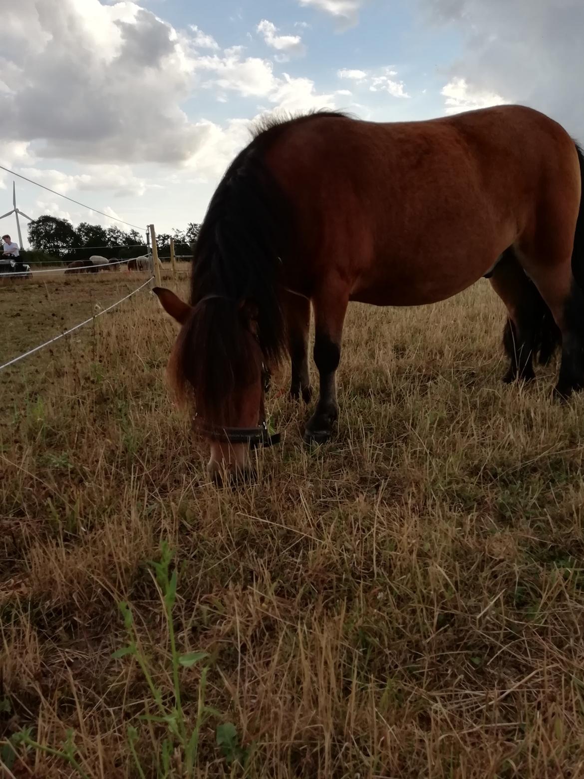 Shetlænder Stjernekiks/Kiksen billede 4