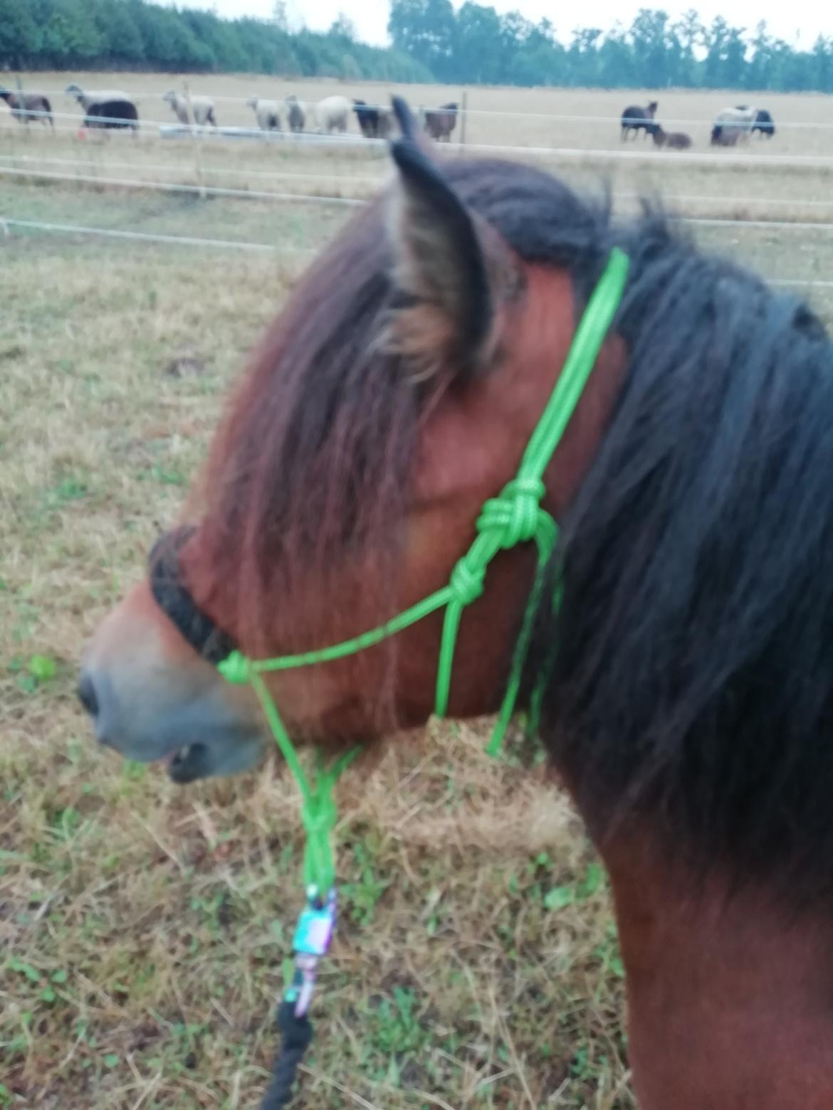 Shetlænder Stjernekiks/Kiksen billede 5