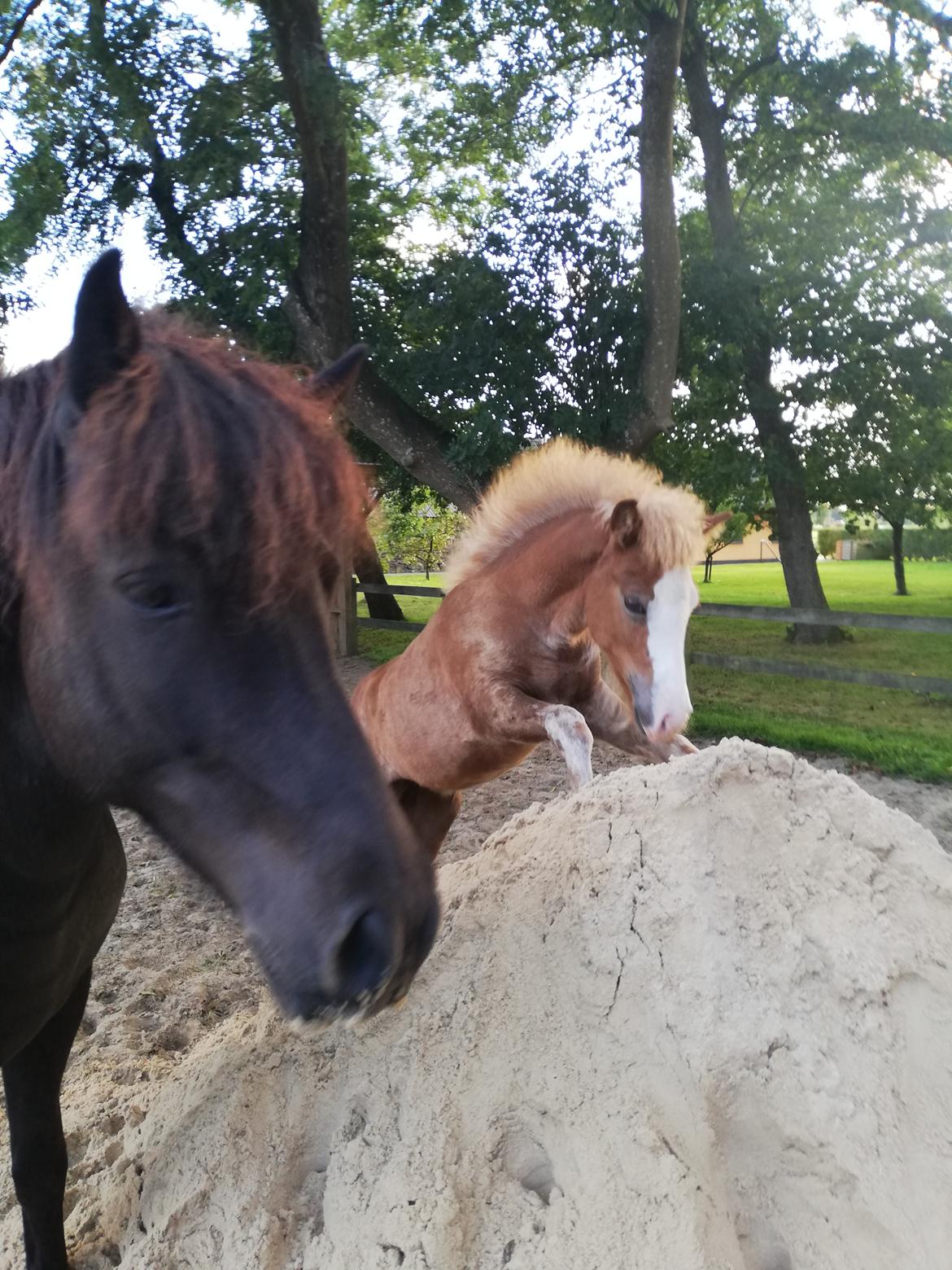 Islænder Gletta fra Østervang billede 16