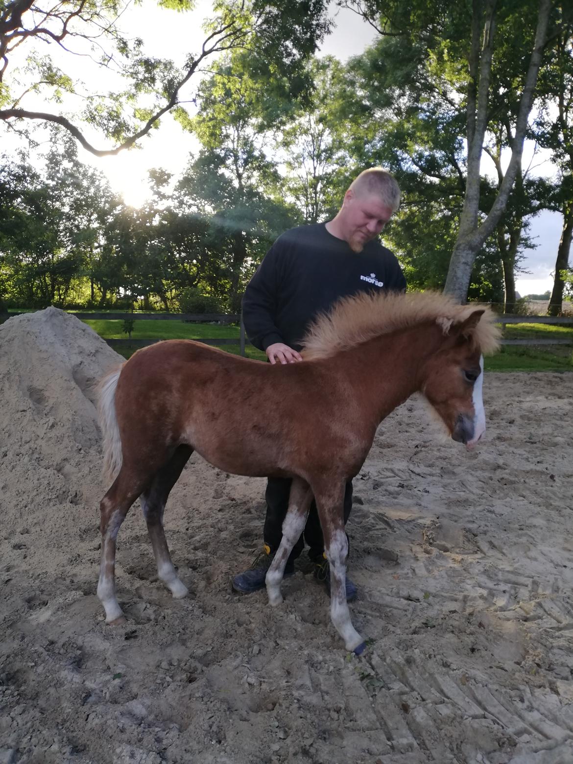 Islænder Gletta fra Østervang billede 17
