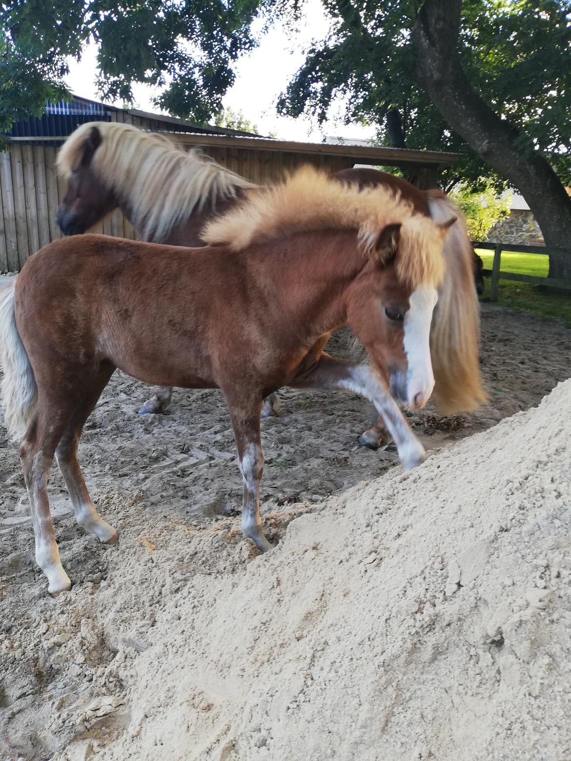 Islænder Gletta fra Østervang billede 18